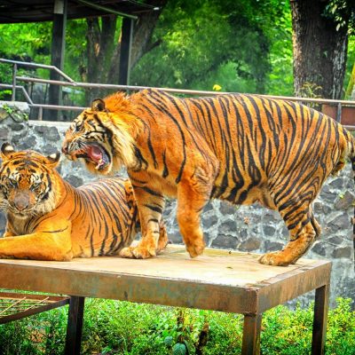 Bandung Wildlife Park