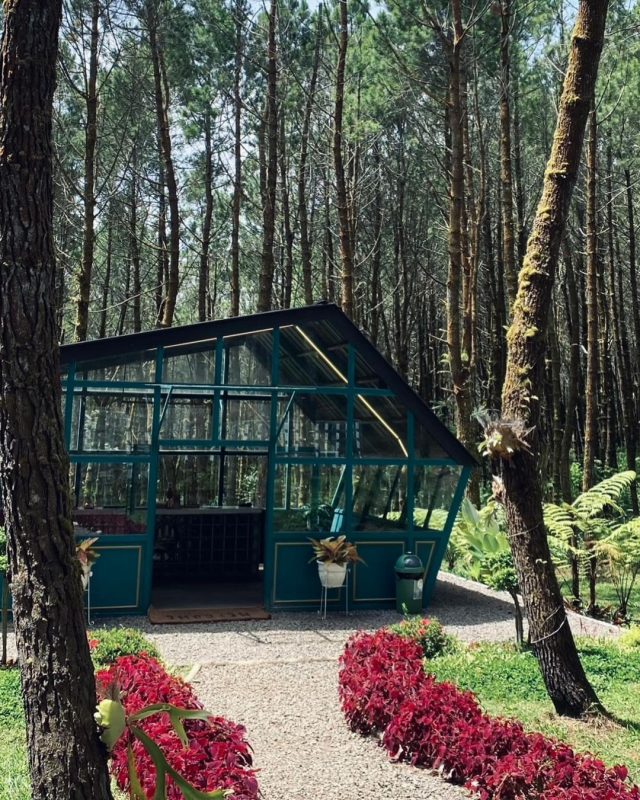 Tangkal Pinus Lembang